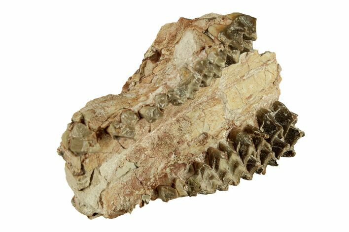 Partial Oreodont (Merycoidodon) Upper Skull - South Dakota #269896